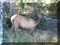 a f0812ys_695 wtgbk _1.JPG (77259 bytes)