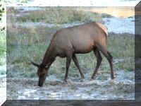 a f0812ys_733 wtgbo_1.JPG (57356 bytes)