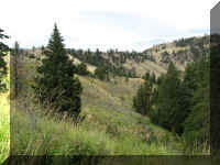 a f0813ys_380 pintree_1.JPG (53402 bytes)