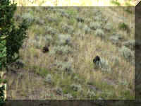 a f0813ys_382 2brs_1.JPG (58868 bytes)