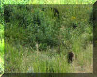 a f0813ys_416 2brs lvg_1.JPG (69591 bytes)