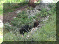 a f0813ys_434 2brs log_1.JPG (64439 bytes)