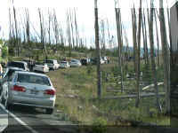 a f0813ys_582 crwd bear_1.JPG (62255 bytes)