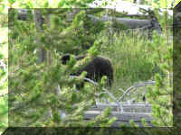 a f0813ys_590 bear1_1.JPG (74039 bytes)