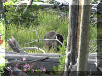 a f0813ys_595 bear2_1.JPG (68192 bytes)