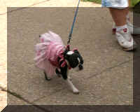 aw wdc 06b dog skirt.JPG (36790 bytes)