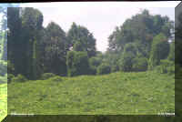 csr 02 vine.jpg (53833 bytes)